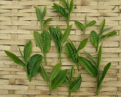 古树纯料普洱茶之我观(四）
