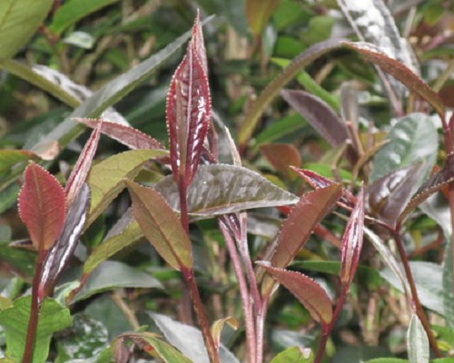 “云茶源”里走马观“茶”（二）——紫娟览胜