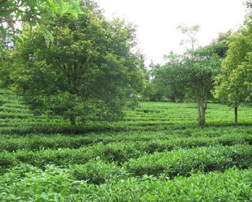 “云茶源”里走马观“茶”（四）——茶园拾遗