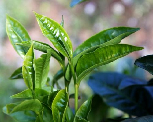 新年勐库茶山行——冰岛茶鲜叶特征