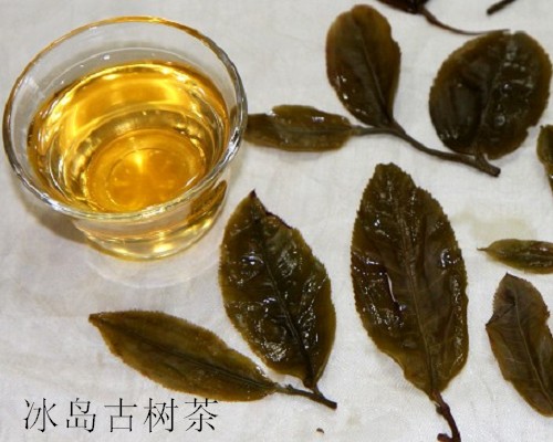 新年勐库茶山行——冰岛古树茶的辨认