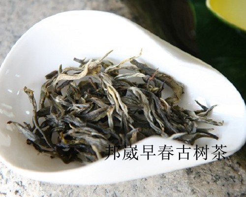 品鉴邦崴早春古树茶