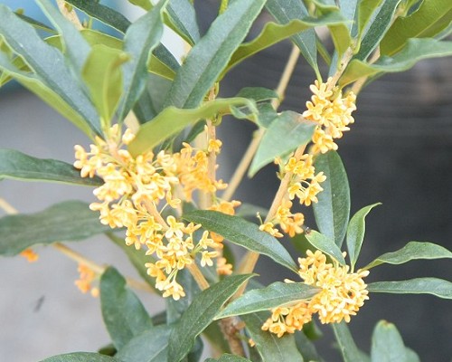 昨日一场雨，今日桂花香