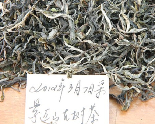 品鉴景迈山早春古树茶