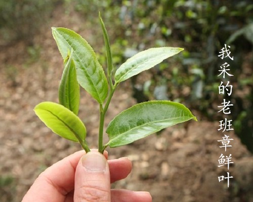 痴迷老班章——2012年4月茶山行（四）