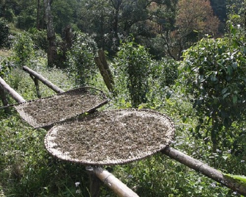 龙年岁末茶山行（七）