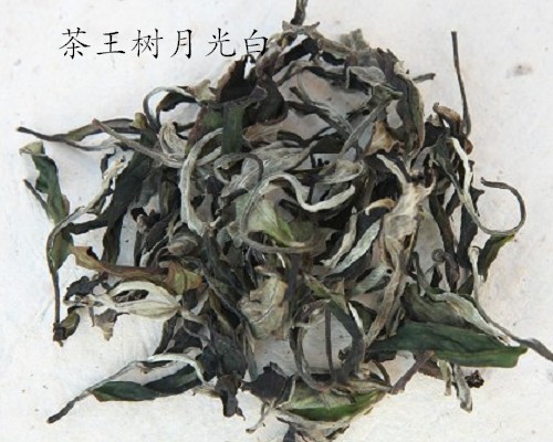 元旦假日品“茶王树月光白”